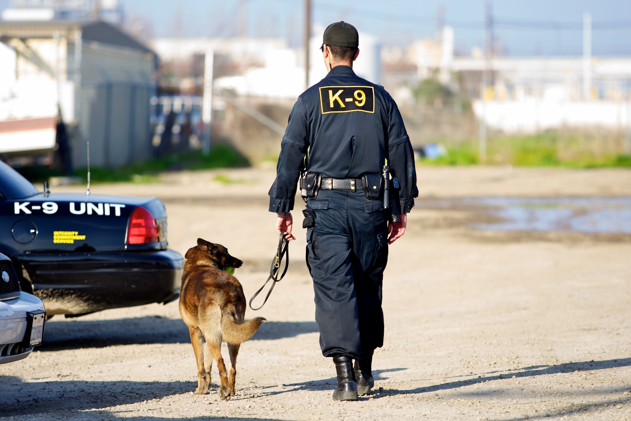 A handler in a police K-9 unit walks his dog