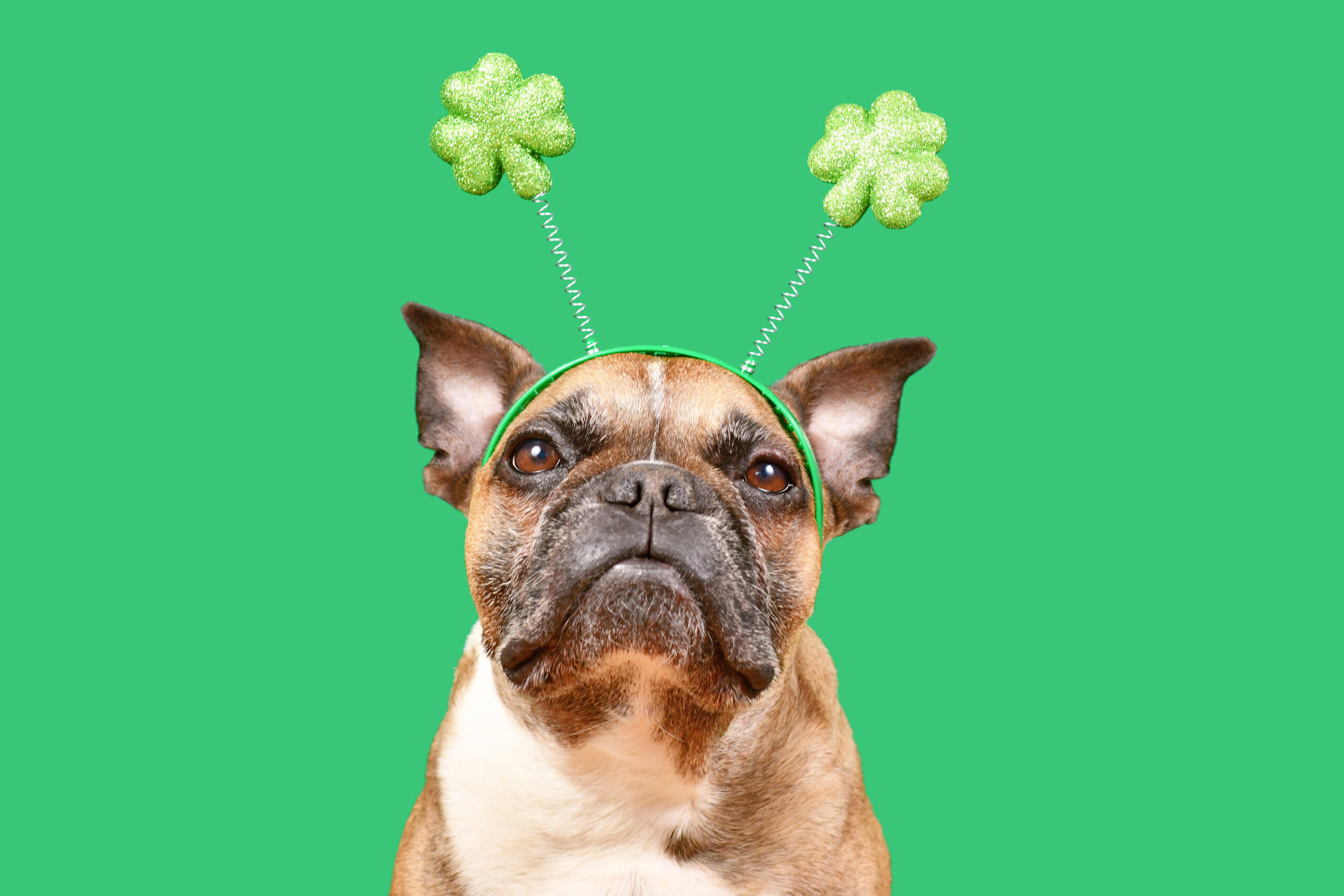 A French bulldog wears a shamrock headband.