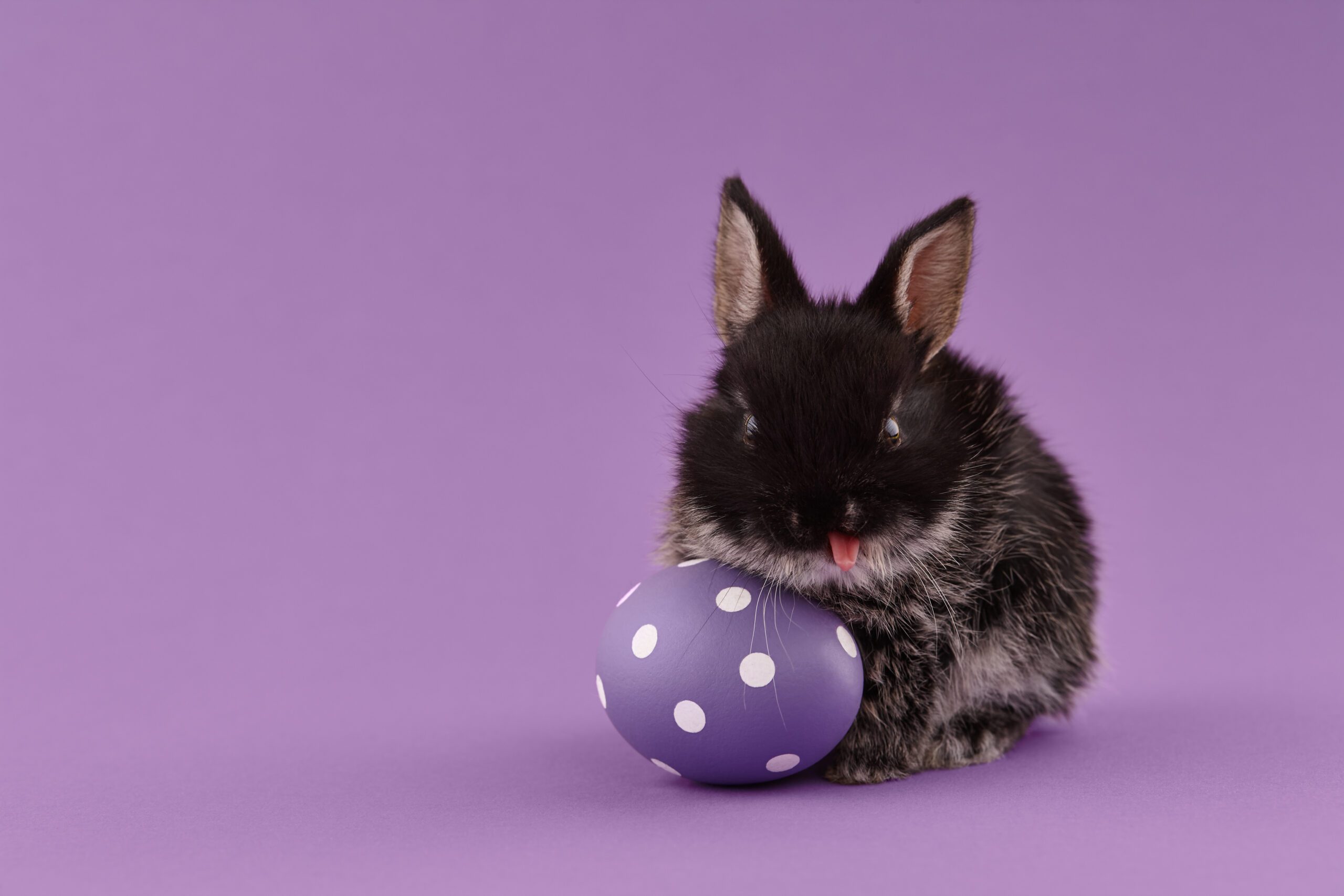 A black bunny which is sticking its tongue out sits very close to a purple egg with white polka dots.