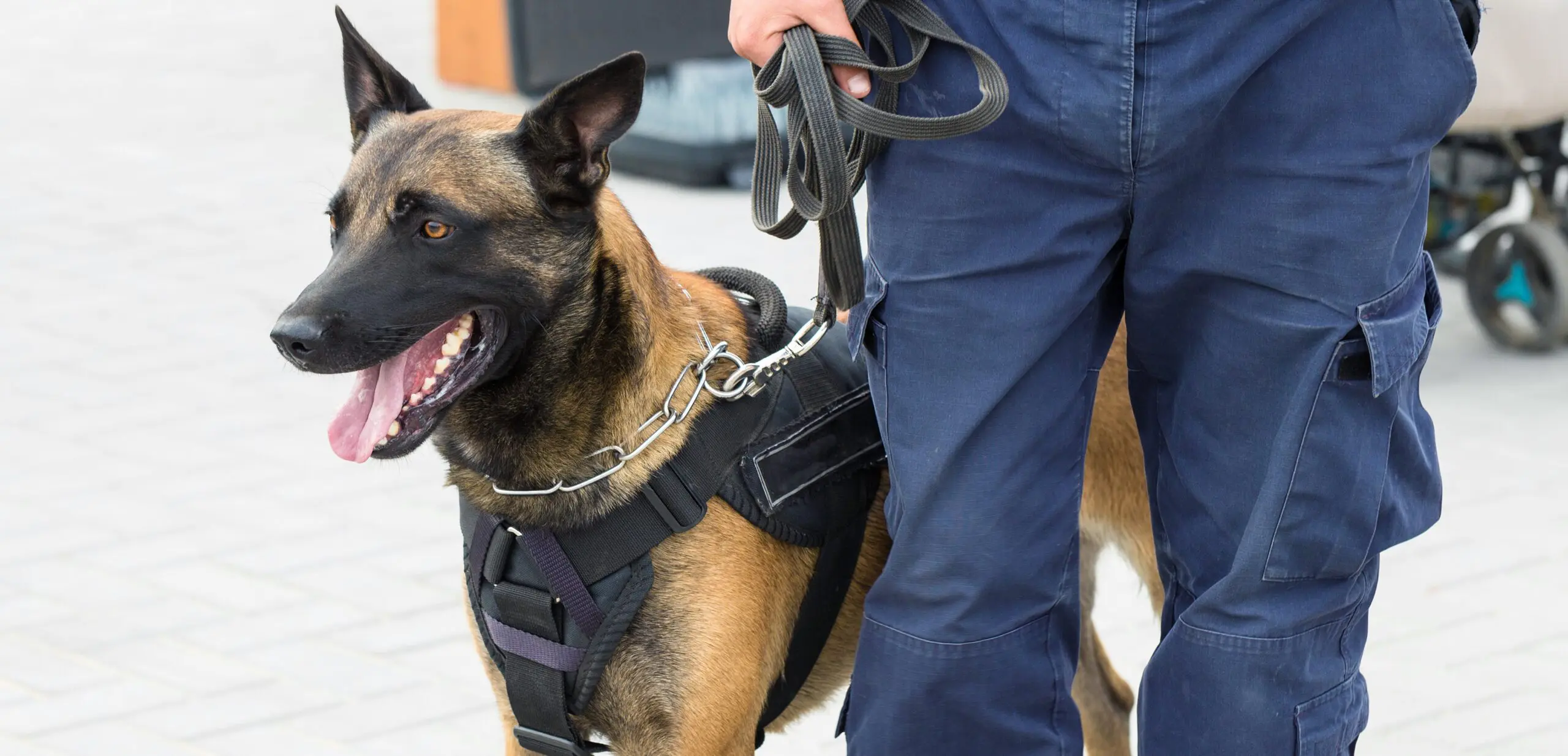 a police k-9 handler and his dog