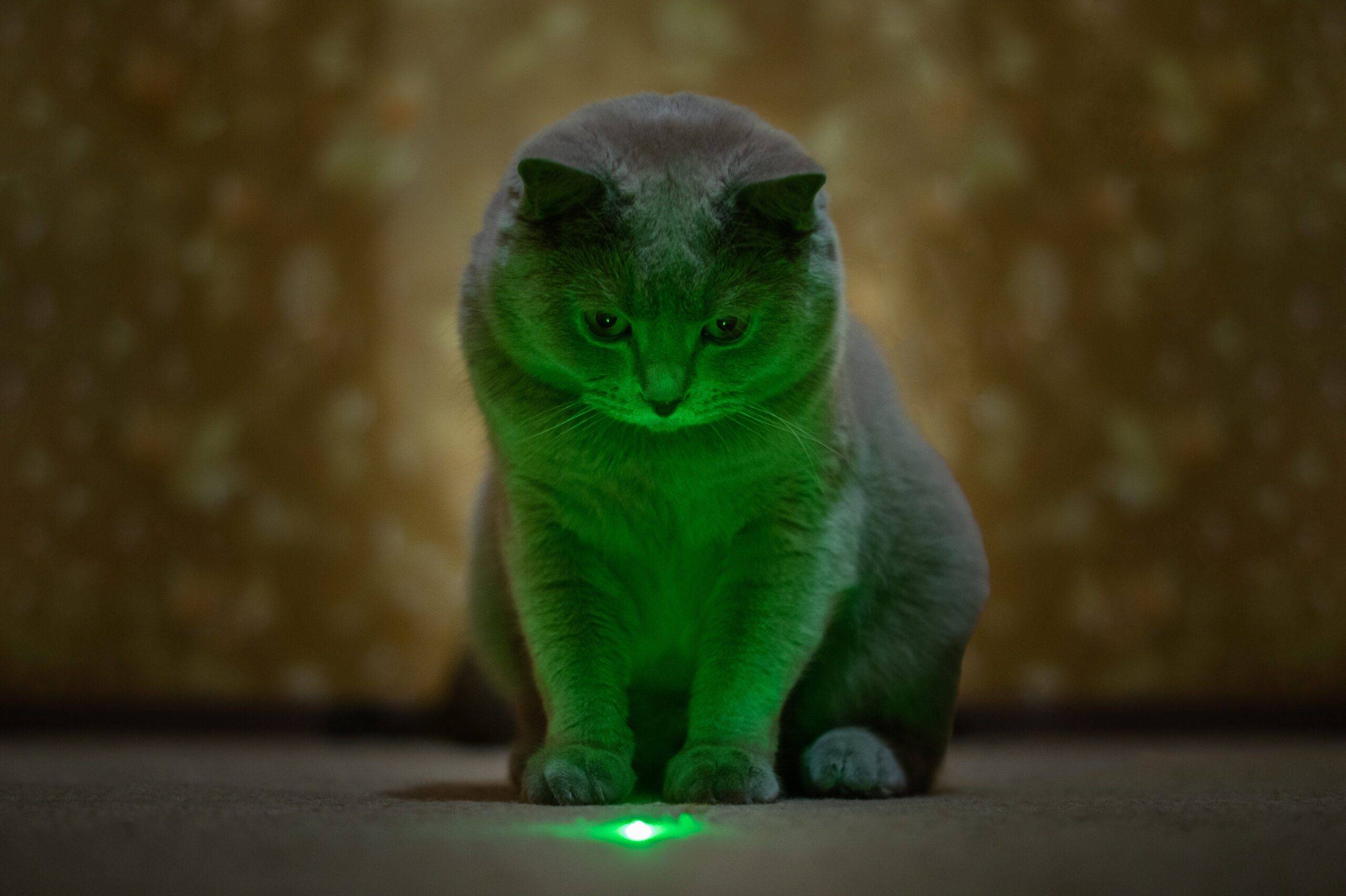 Like the green laser light illuminating this lilac cat, Alpec laser pointers are safe to use for pointing and are not a class 4 laser.